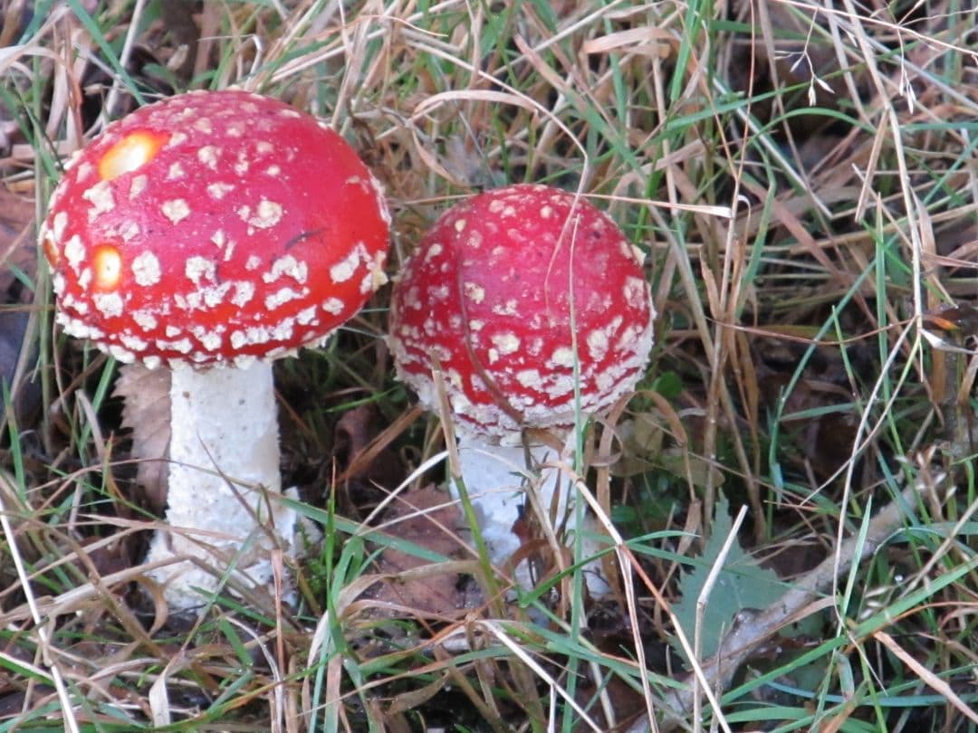 Frisse ochtendwandeling over landgoed Scherpenberg en Majuba foto 0
