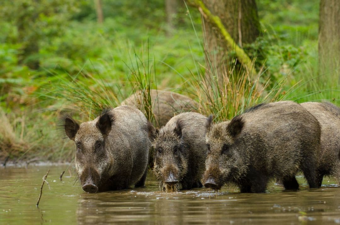 Wildspeurtocht, zie de Veluwe leeft foto 2