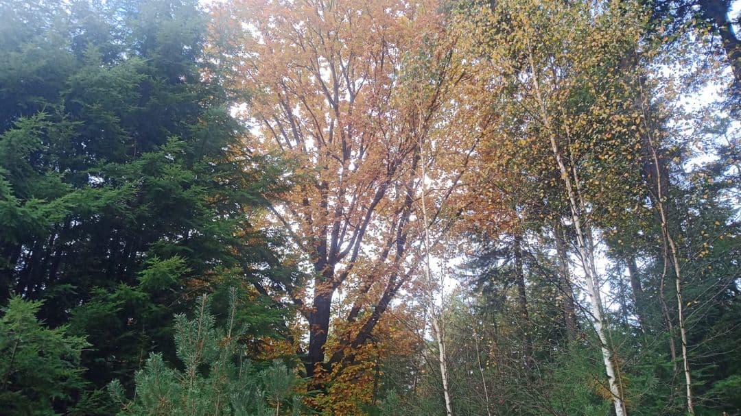 Frisse ochtendwandeling over landgoed Scherpenberg en Majuba foto 1